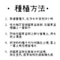 DIY DIY 種植天然吐毛球小麥草套裝   正面圖